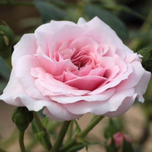 Rosa Zemplén - rózsaszín - fehér - Csokros virágú - magastörzsű rózsafa- csüngő koronaforma